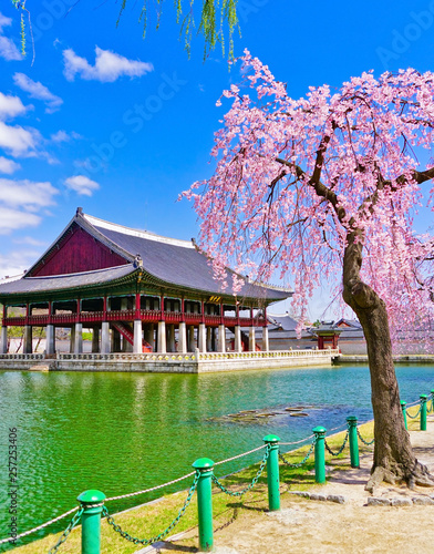 Photography View of the beautiful cherry blossoms next to a lake at the Gyeongbok Palace in spring in Seoul, South Korea