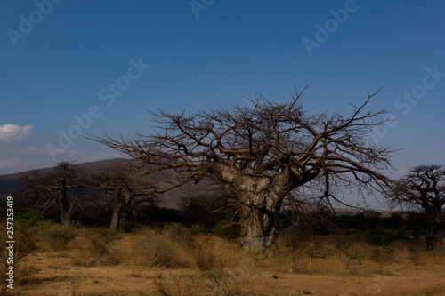 African Landscape with Baobab Trees and Mountains 