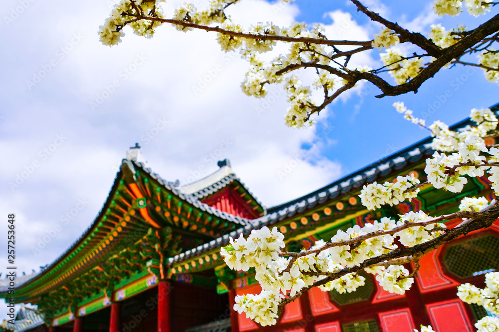 View of the beautiful cherry blossoms at the Gyeongbok Palace in spring in Seoul. View of the beautiful cherry blossoms at the Gyeongbok Palace in spring in Seoul.