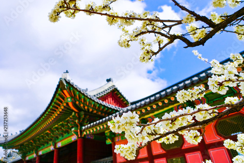 View of the beautiful cherry blossoms at the Gyeongbok Palace in spring in Seoul.