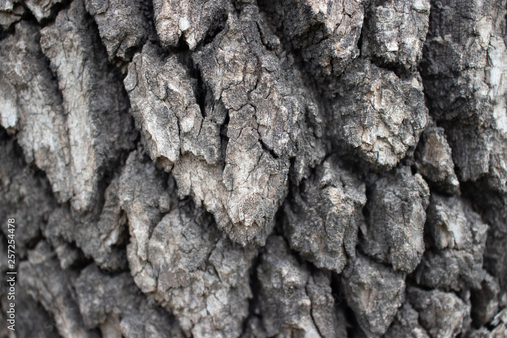 bark of a tree bark of a tree