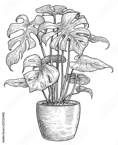 Monstera illustration, drawing, engraving, ink, line art, vector