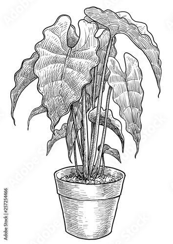 Alocasia in pot illustration, drawing, engraving, ink, line art, vector