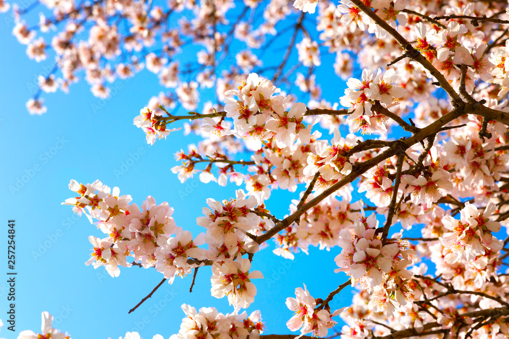 Cherry Blossom trees, Nature and Spring time background. Cherry Blossom trees, Nature and Spring time background.