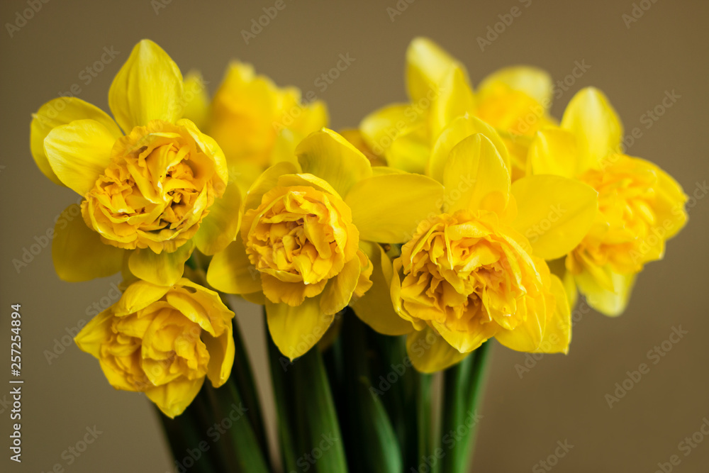 The bouquet of yellow narcissus flowers on pastel background. The bouquet of yellow narcissus flowers on pastel background.