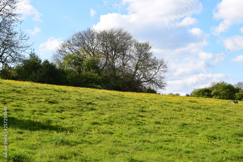 Drzewa  zielony krajobraz  Landscapes green