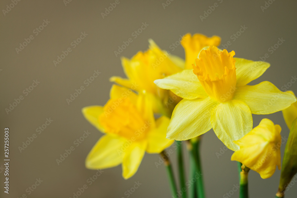 The bouquet of yellow narcissus flowers on pastel background. The bouquet of yellow narcissus flowers on pastel background.