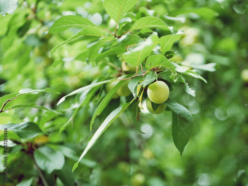 Green apricots ripening on a branch in the garden, summer season