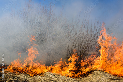 Burning bush field, which is a dangerous global warming. Smoke pollution.