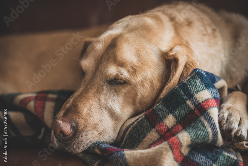 Εκτύπωση καμβά Labrador dog resting casually on flannel blanket