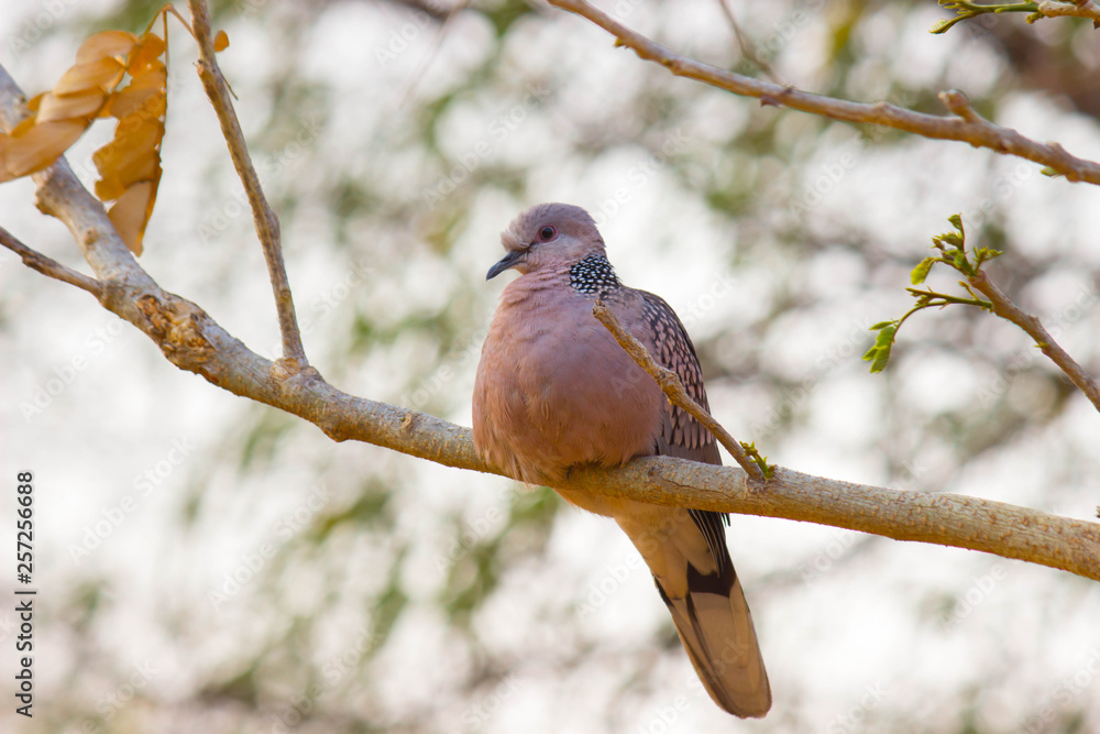 Dove bird Sitting on the Tree Branch in its Natural Habitat Dove bird Sitting on the Tree Branch in its Natural Habitat