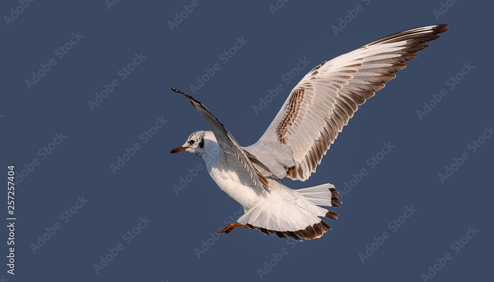 Fototapeta premium Seagull in flight