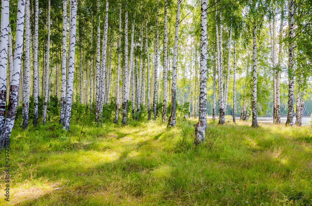 Fototapeta Brzozowy gaj na skraju lasu w słoneczny dzień