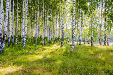 Fotobehang Berkenbos Berkenbos aan rivieroever in zomer  © dimmas72