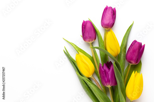 Spring Pink tulips on white background.