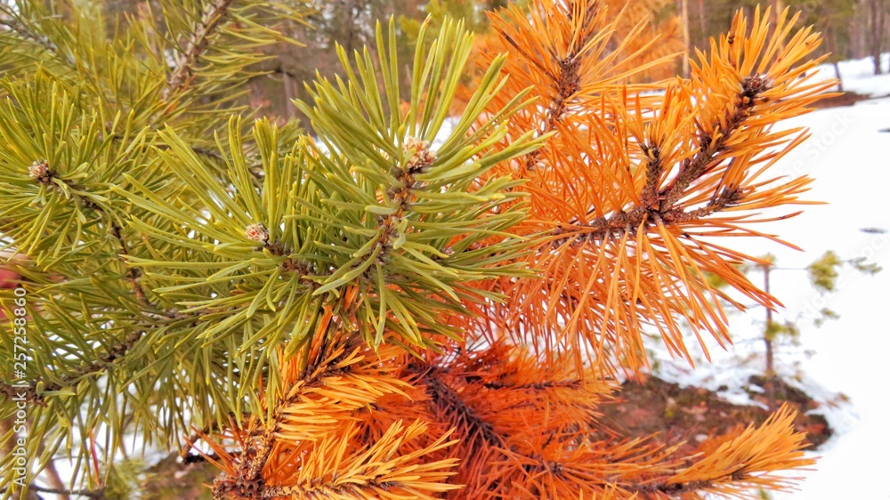 Green pine needles.The needles of pine,spruce. Green pine needles.The needles of pine,spruce.