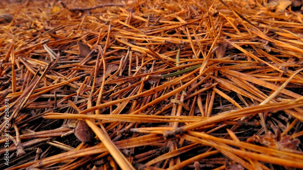 Green pine needles.The needles of pine,spruce. Green pine needles.The needles of pine,spruce.