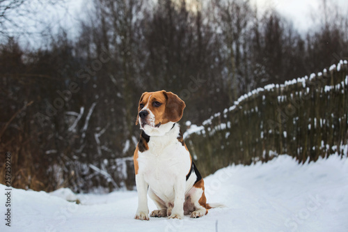 Fototapeta Naklejka Na Ścianę i Meble -  Dog breed Beagle sitting in winter forest