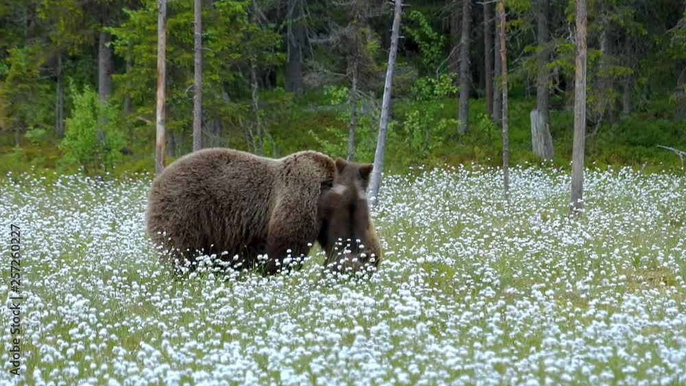 Brown bear mother with three cubs. Cubs are standing on their hind legs and leaning against mother bear. Brown bear mother with three cubs. Cubs are standing on their hind legs and leaning against mother bear.