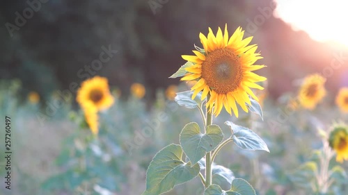 Sunflowers on a field in front of a forest at sunset on a windy summer evening, shallow depth of field