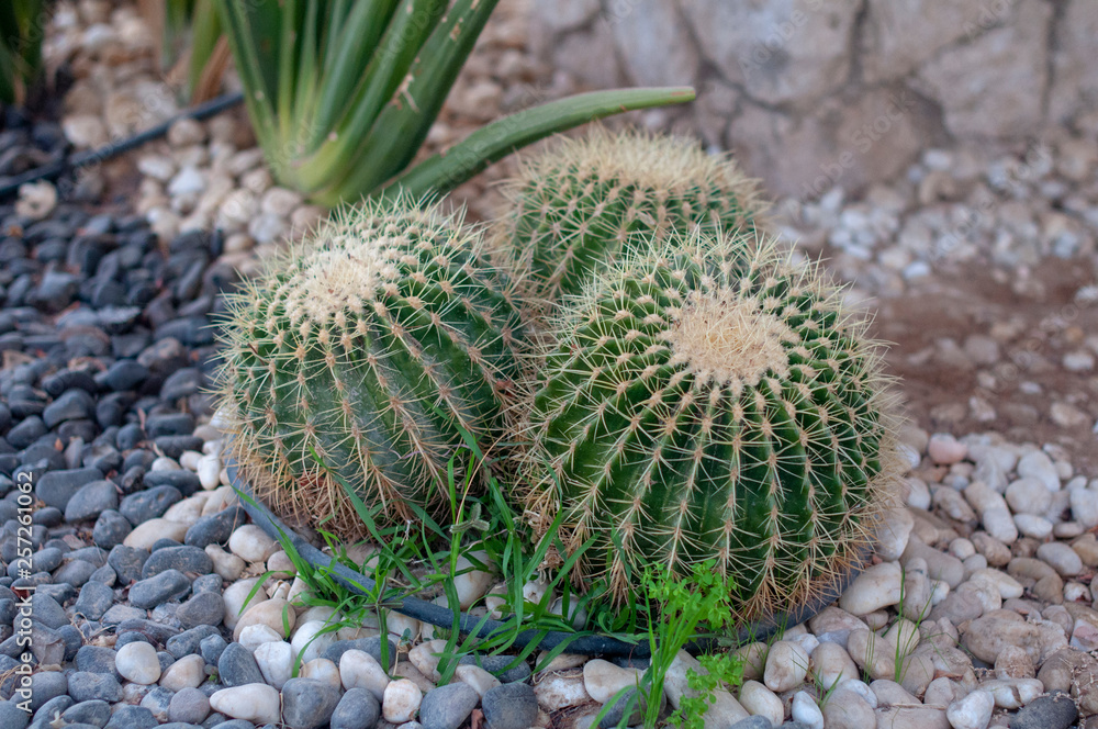 green cactus in the stone garden green cactus in the stone garden