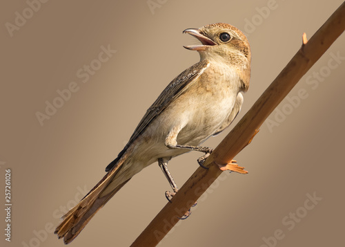 Shrike photo