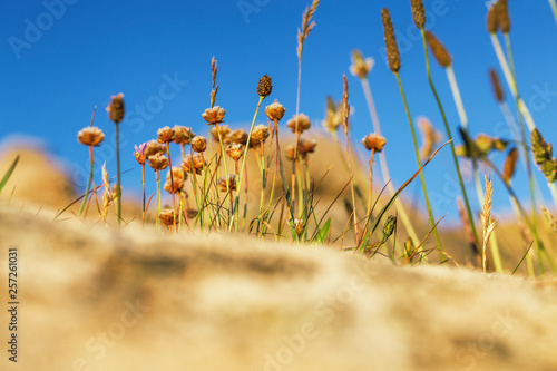 Dry Flowers and Grass on the Cliff