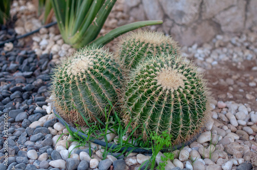 green cactus in the stone garden photo