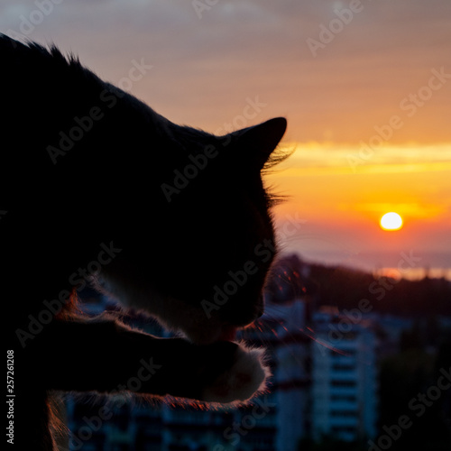Fototapeta Naklejka Na Ścianę i Meble -  Silhouette of a cat washing on a blurred background of the evening city and the setting sun. View from above. Paw of a cat.