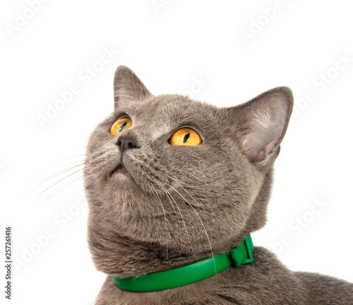 beautiful blue gray british cat isolated on the white photo