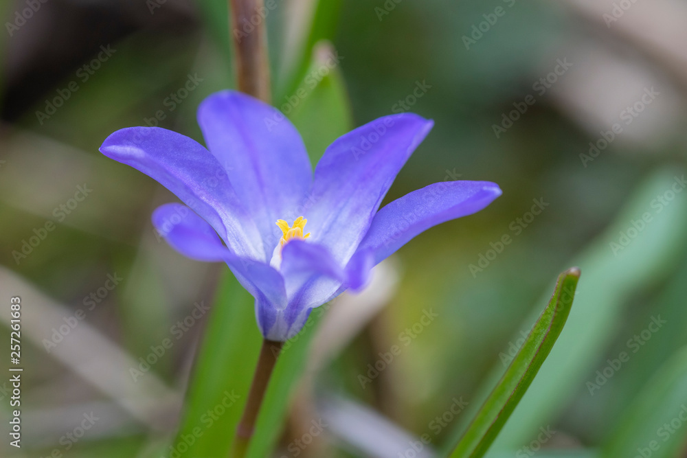 Wunderschöne blaue Blüte am Wegesrand
