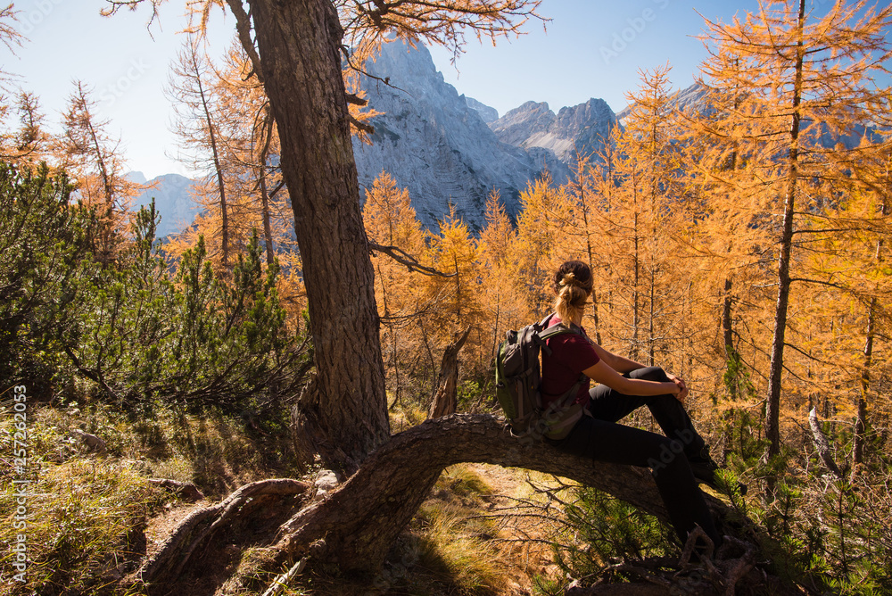 Young female hiker is sitting on the tree in the forest among the autumn colored larches in Triglav National Park, Slovenia