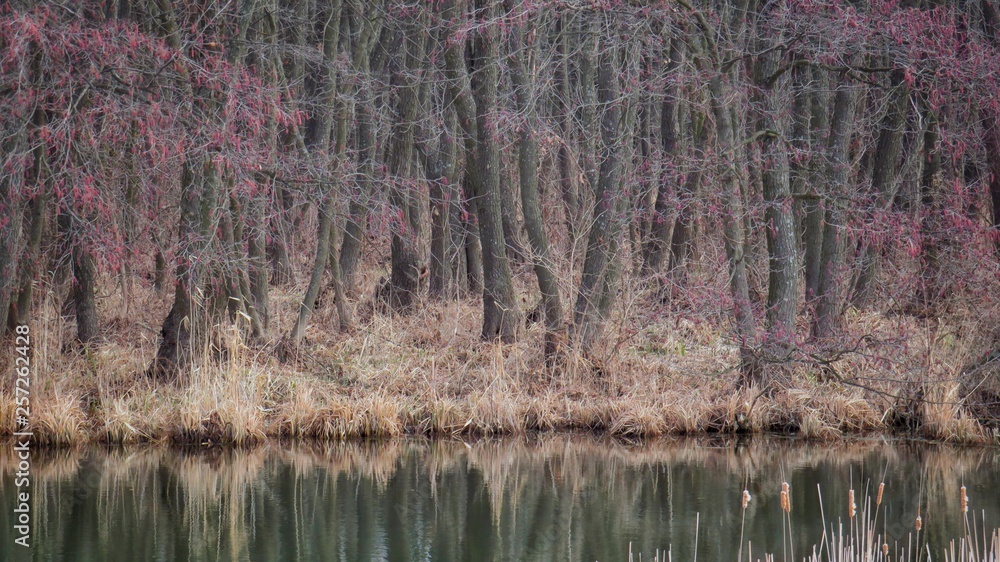 The reeds in the swamp The reeds in the swamp