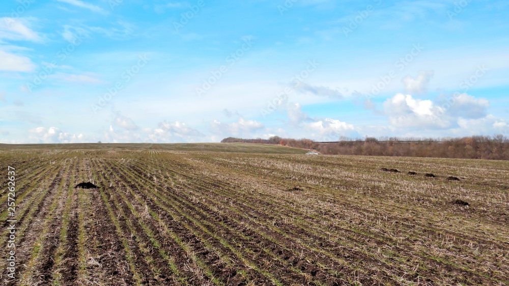 A field of grass.Spring field