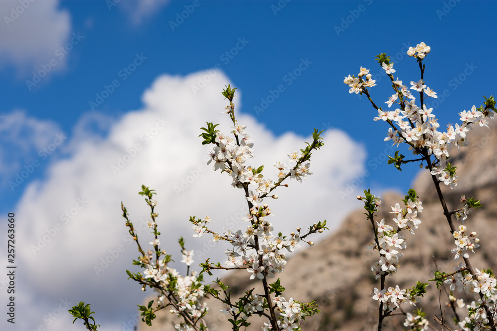 Almond blossoms in Crimea