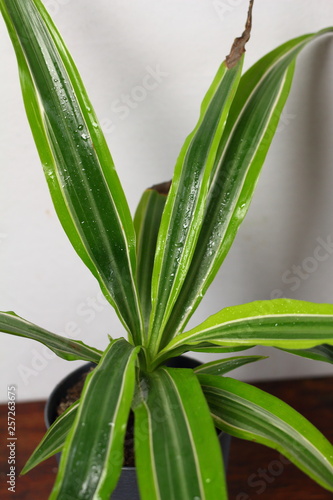 Dracaena deremensis  in a pot with dew freshness rain drop of water close up on a wooden table in the interior desighn of the room against a gray wall photo