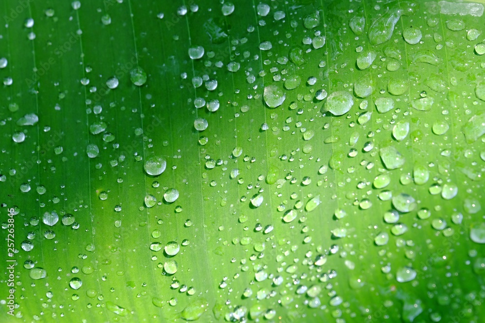 In selective focus of many droplets on banana leaves with sun light for background texture In selective focus of many droplets on banana leaves with sun light for background texture