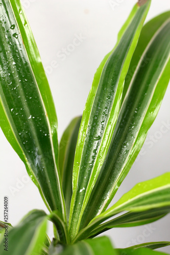 Dracaena deremensis in a pot with dew freshness rain drop of water close up on a wooden table in the interior desighn of the room against a gray wall