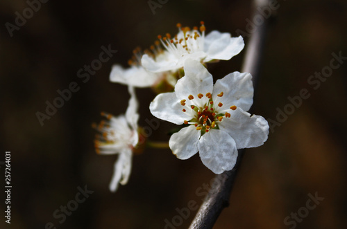 Frühling