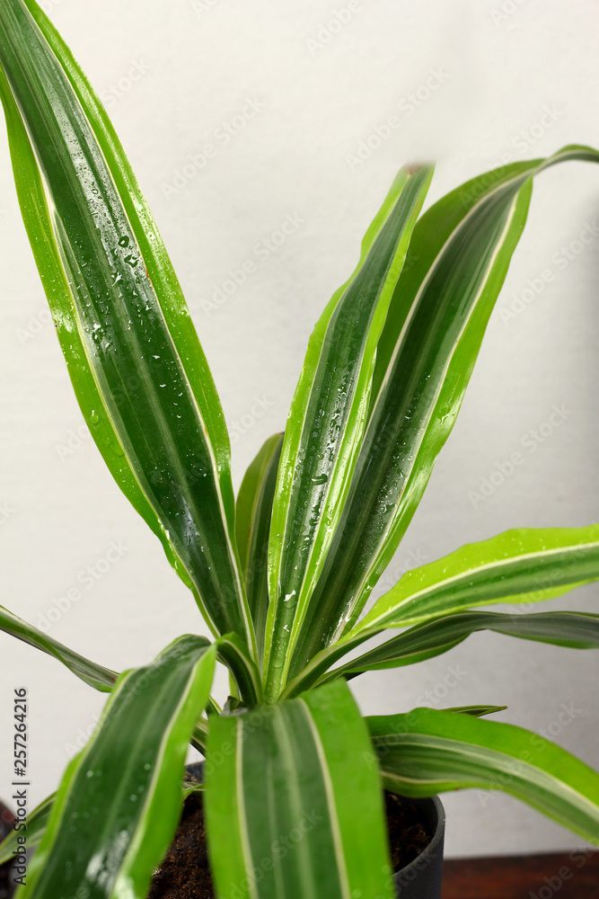 Obraz premium Dracaena deremensis in a pot with dew freshness rain drop of water close up on a wooden table in the interior desighn of the room against a gray wall