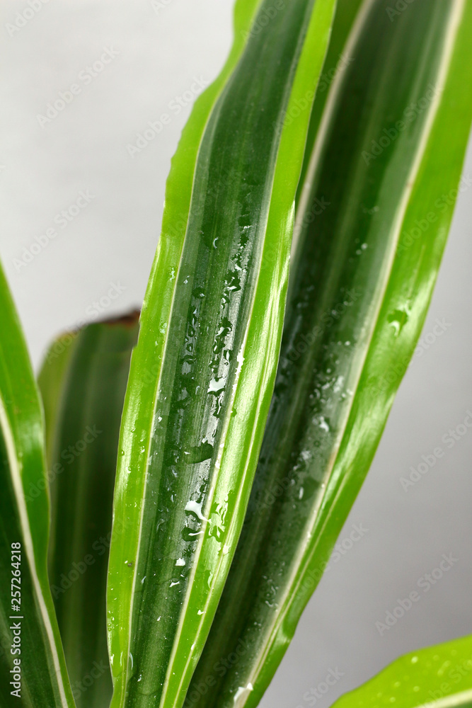 Dracaena deremensis in a pot with dew freshness rain drop of water close up on a wooden table in the interior design of the room against a gray wall Dracaena deremensis in a pot with dew freshness rain drop of water close up on a wooden table in the interior design of the room against a gray wall