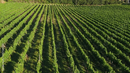 Vigneti a Montepulciano
