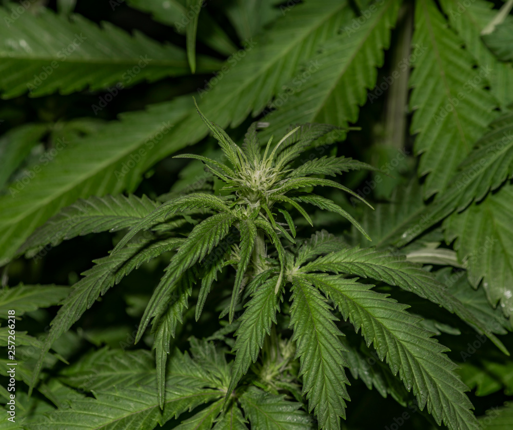Afghan kush special variety of marijuana with young bloom Afghan kush special variety of marijuana with young bloom