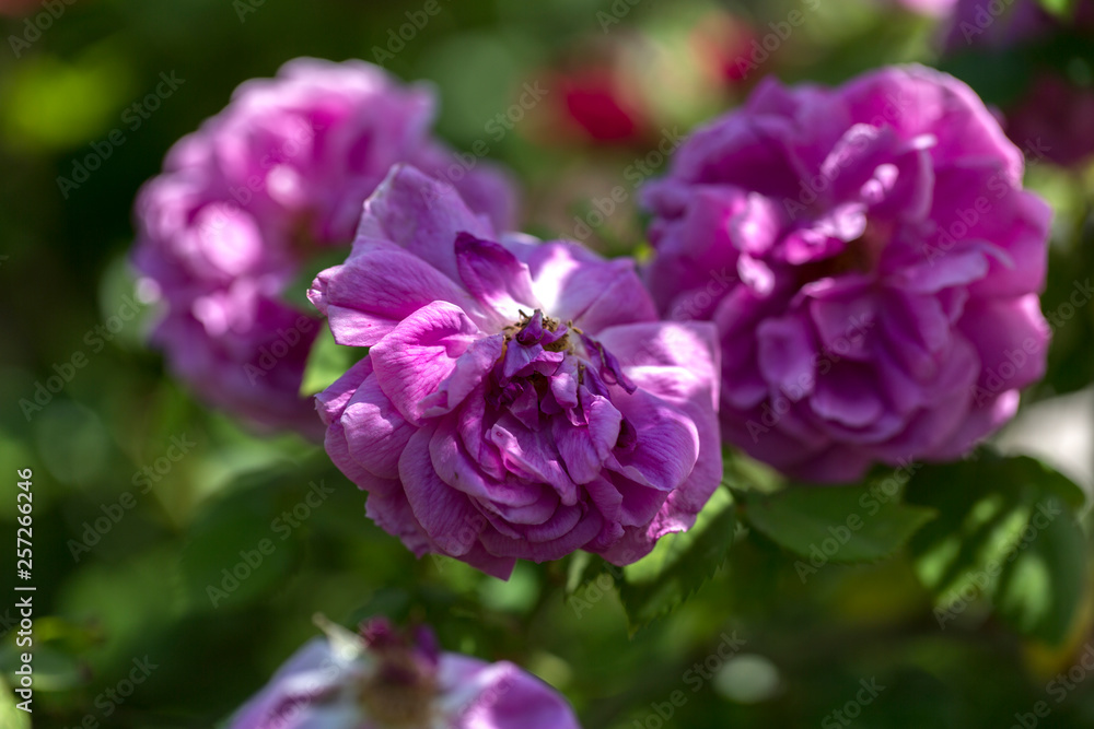 Colorful Pink Red Yellow White Rose and Flowers Colorful Pink Red Yellow White Rose and Flowers