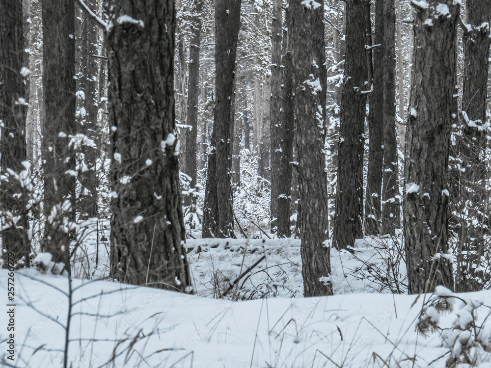 Winter landscapes of trees in the forest