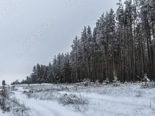 Fototapeta Naklejka Na Ścianę i Meble -  Winter landscapes of trees in the forest