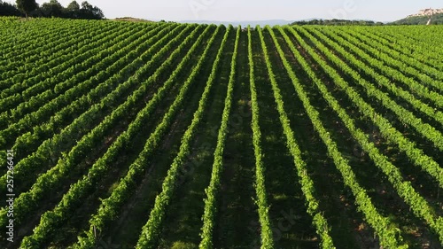 Vigneti a Montepulciano