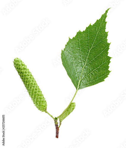 Green birch buds and leaf isolated on white background. Top view.