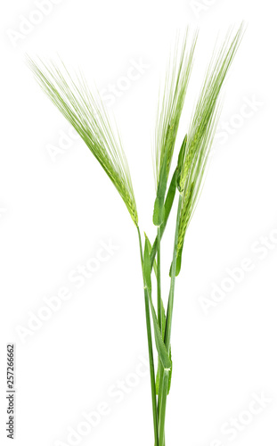 Green spikelet of barley on white background
