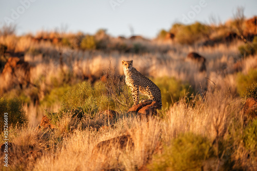 Cheetah between the rocks in the last sunlight  in the Tiger Canyons Game Reserve in South Africa